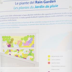 Illustrazione Rain Garden