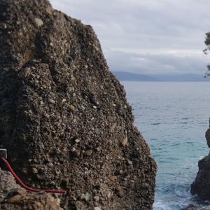 SP227 di Portofino: l'albero sulla scogliera che ha resistito alla forza delle onde (7)