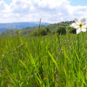 L'anello dei narcisi, la fioritura (18)