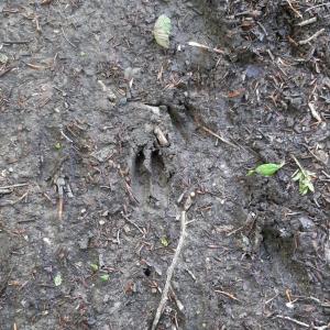 L'anello dei narcisi, orme di animali nel bosco (11)