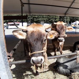 Le immancabili mucche di vallata.