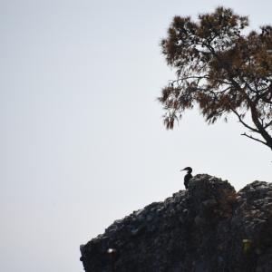 SP 227 di Portofino: il nido di cormorani sullo scoglio simbolo