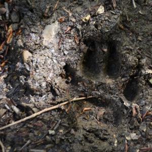 L'anello dei narcisi, orme di animali nel bosco (13)