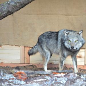 Expo Alta Val trebbia 10 edizione, il lupo della Val Trebbia