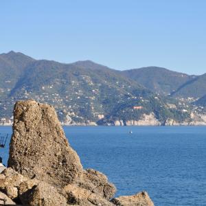 SP 227 di Portofino: l'albero che ha resistito alla forza delle onde (13)