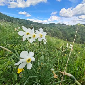 1 – Fioriture di narcisi (Narcissus poeticus)
