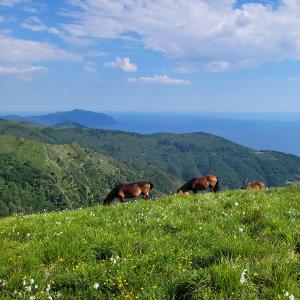 4 – Cavalli allo stato brado