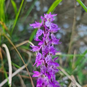 6 – Orchidea selvatica (Orchis mascula)