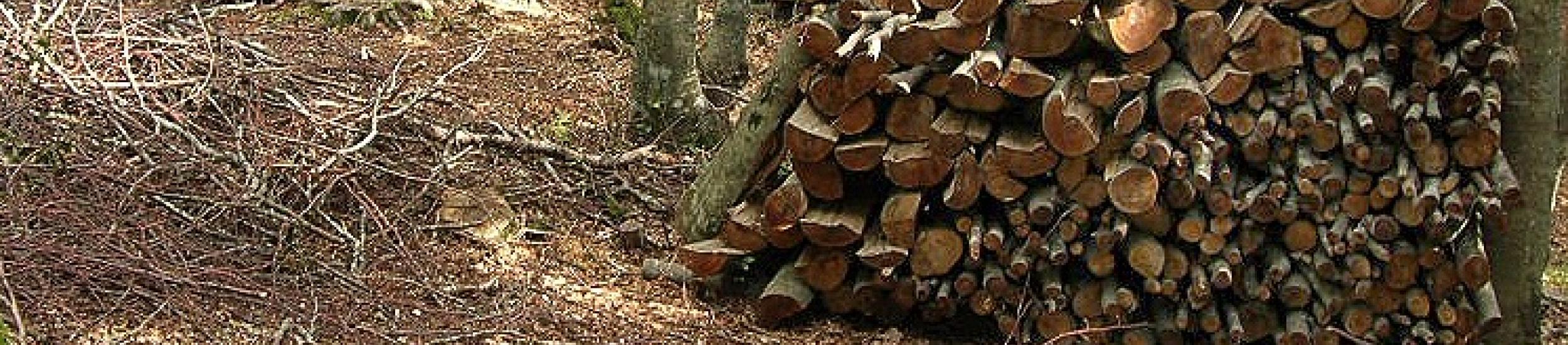News: Campo ligure, senso unico alternato sulla sp 456 del turchino per taglio alberi