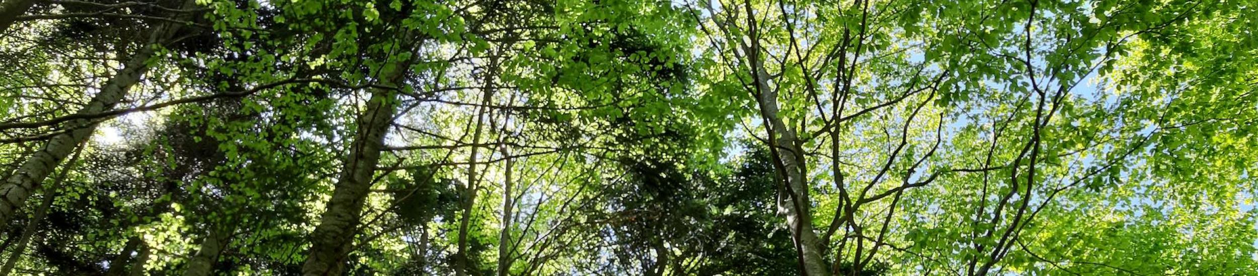 alberi nel monte Penna