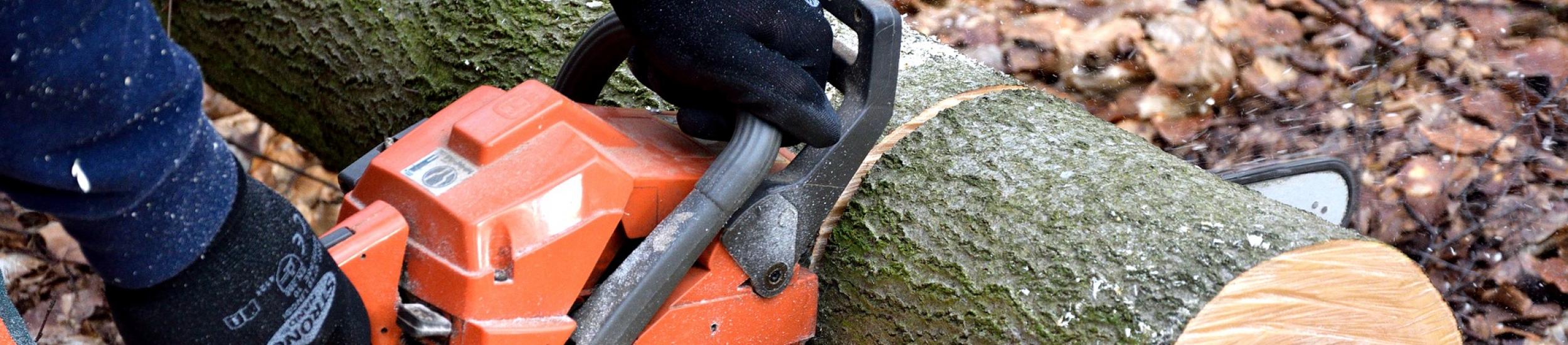 News: Taglio alberi a bordo strada, senso unico alternato giovedì 8 sulla sp 6 di isoverde