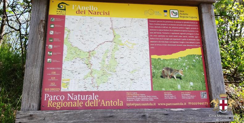 La fioritura dei narcisi a Pian della Cavalla