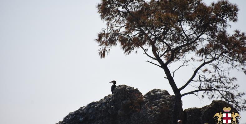 SP 227 di Portofino: il nido di cormorani sullo scoglio simbolo