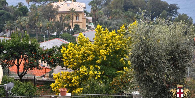 Pieve Ligure: La mimosa, protagonista dell'omonima sagra a febbraio