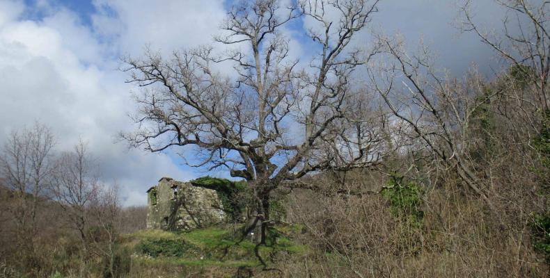 Ne, Quercia Gosita