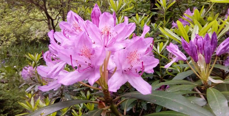 Rhododendron ponticum a Pratorondanino