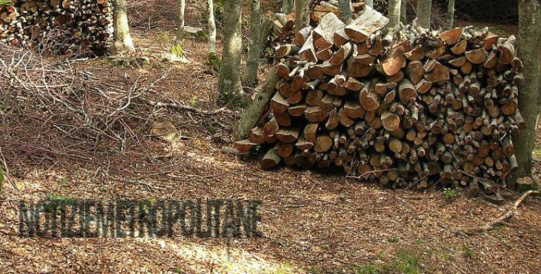 News: Campo ligure, senso unico alternato sulla sp 456 del turchino per taglio alberi