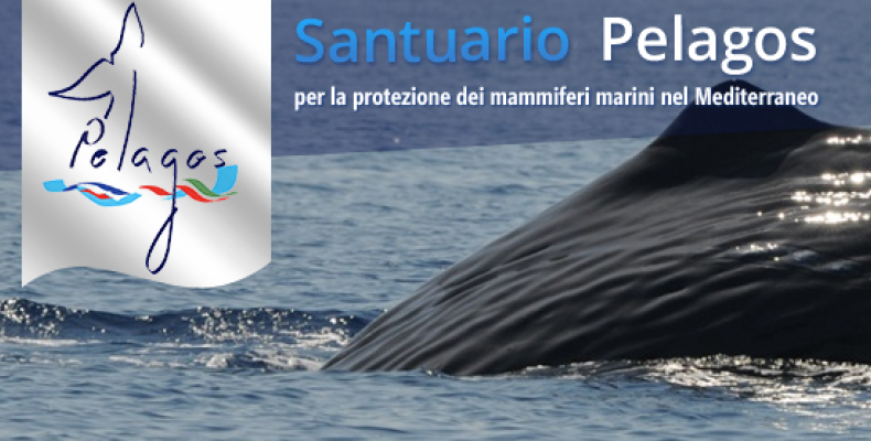 Pelagos-.png