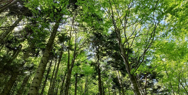 alberi nel monte Penna