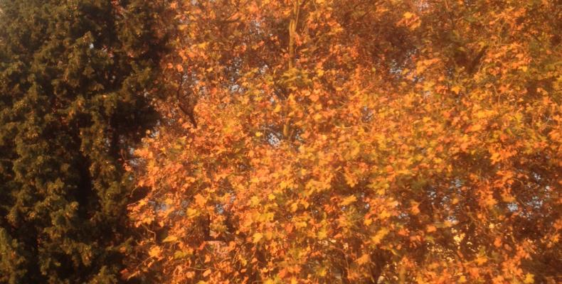 alberi
