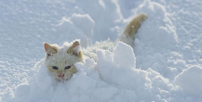 gatto neve