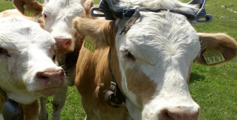 Latte, filiera corta e reti di promozione del territorio fra le strade possibili