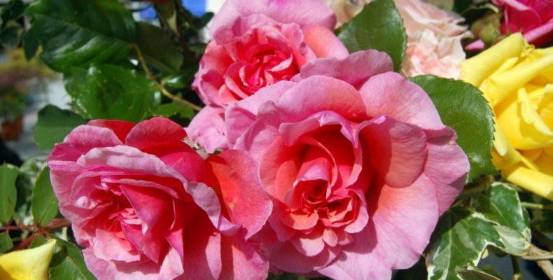 rosa 1
