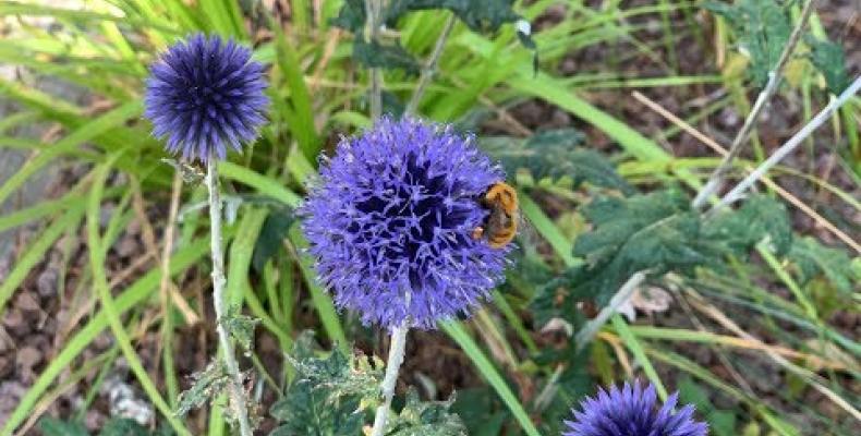 Rain garden di Campomorone: inaugurazione e primi dati