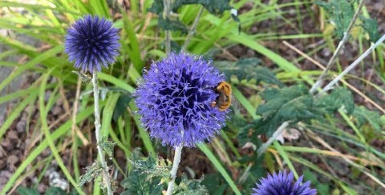 Rain garden di Campomorone: inaugurazione e primi dati