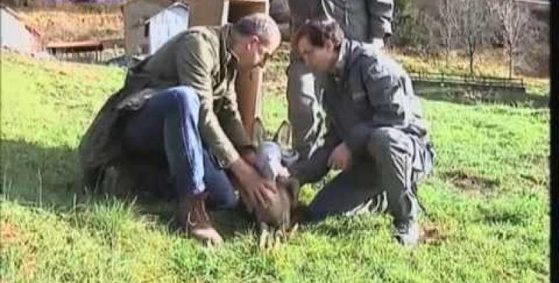 Recupero di un capriolo fuggito da un'area protetta della val d'Aveto 