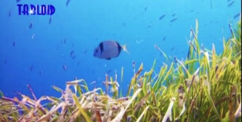 Posidonia Festival a Santa Margherita Ligure