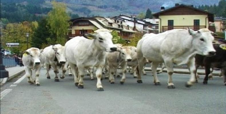 La transumanza dei bovini, dal cui latte si producono formaggi tipici,