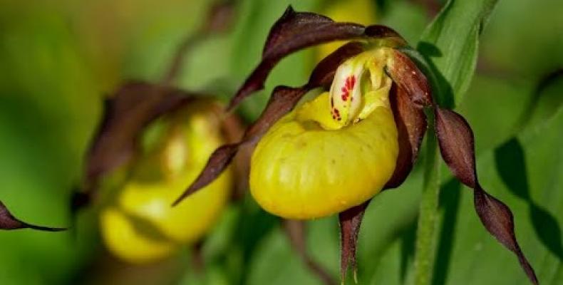 Il giardino botanico di Pratorondanino