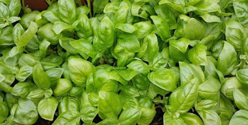 Radici e basilico. Sapori e saperi del territorio