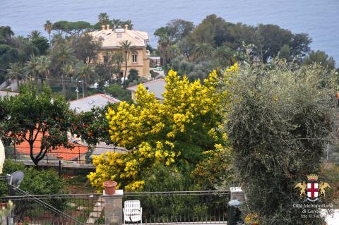 Pieve Ligure: La mimosa, protagonista dell'omonima sagra a febbraio